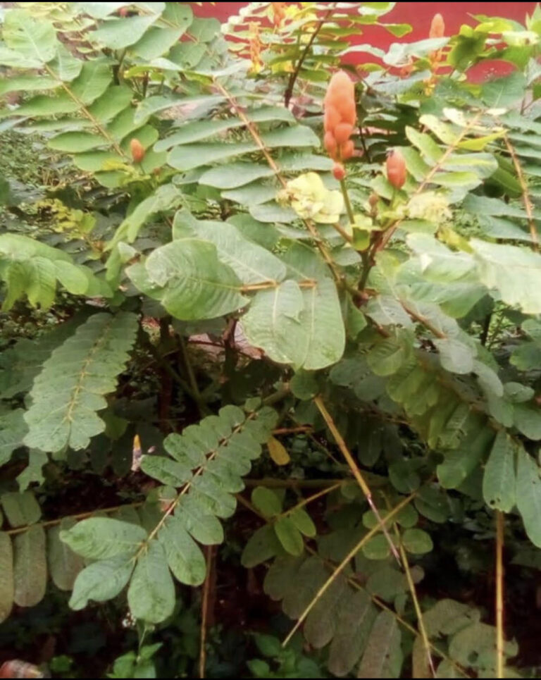 SENNA ALATA